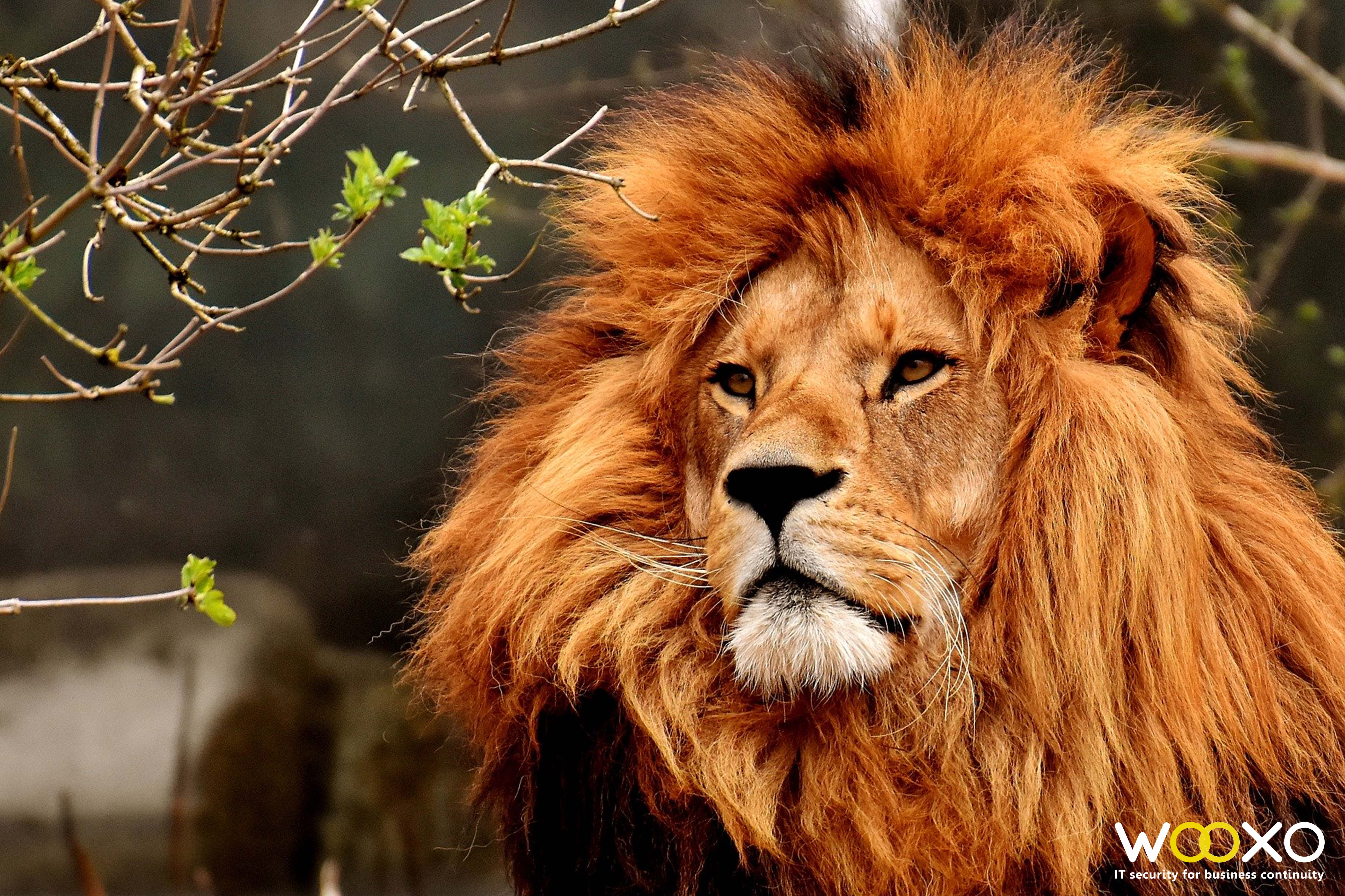 The-Lion